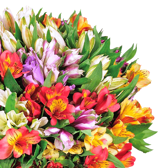 Alstroemeria – begraben