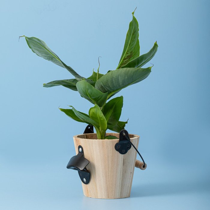 Musa plant (incl. pot met bieropener)