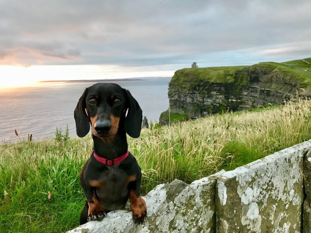 The Most Dog-Friendly Ferry to All of Ireland - Travelnuity