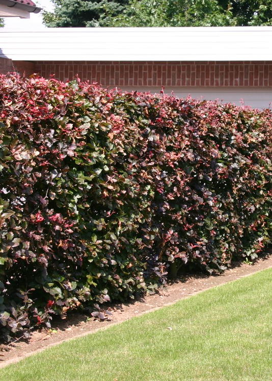 Blutbuche 'Purpurea'