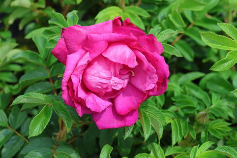 Bodendeckerrose 'Purple Roadrunner ®' - Rosa 'Purple Roadrunner ®'