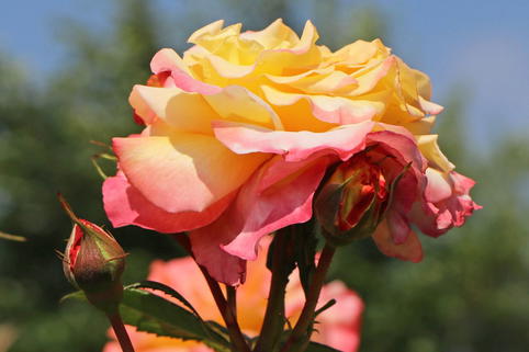 Hybrid rose 'Aquarell' ® - Rosa 'Aquarell' ®
