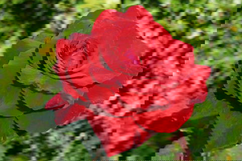 Edelrose 'Duftzauber 84' ® - Rosa 'Duftzauber 84' ®