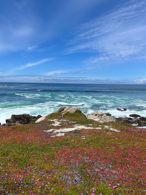 Free Flowers on a Shore Stock Photo