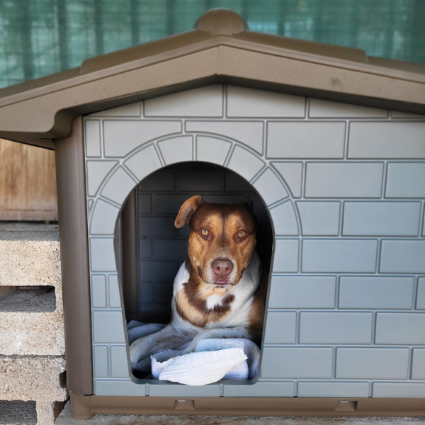 Accessori - Cuccia per cani da esterno Eco PetUp