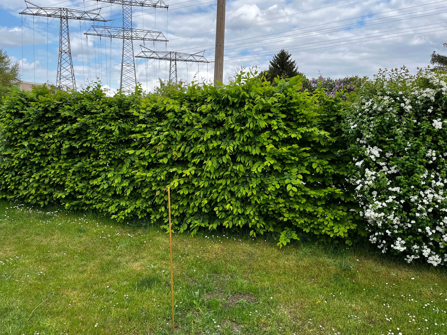 Hainbuche / Weißbuche - Carpinus betulus - Baumschule Horstmann