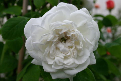 Historische Rose 'Mme Hardy' - Rosa 'Mme Hardy'