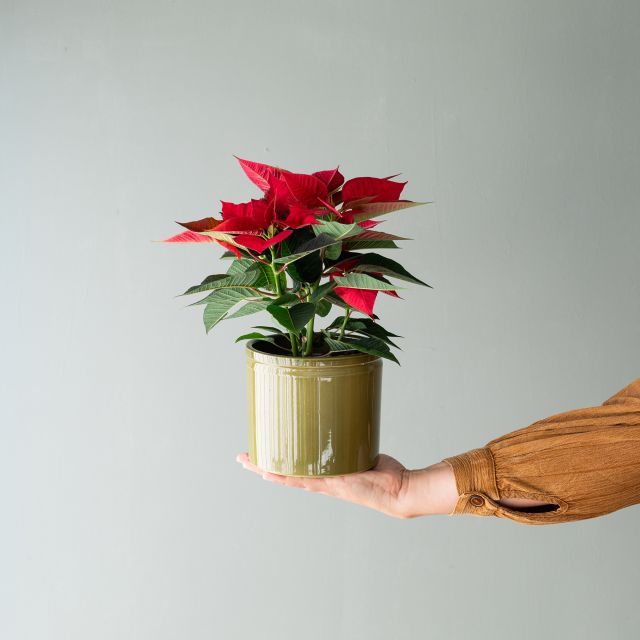 Envía ramos de Flores a domicilio - Entrega Rápida | Colvin España