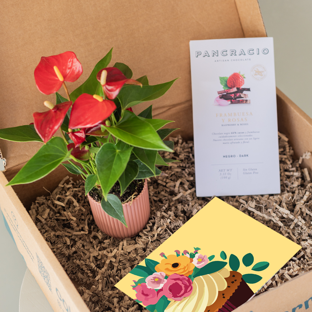 Mini Red Anthurium Pack with Chocolate Bar and Card