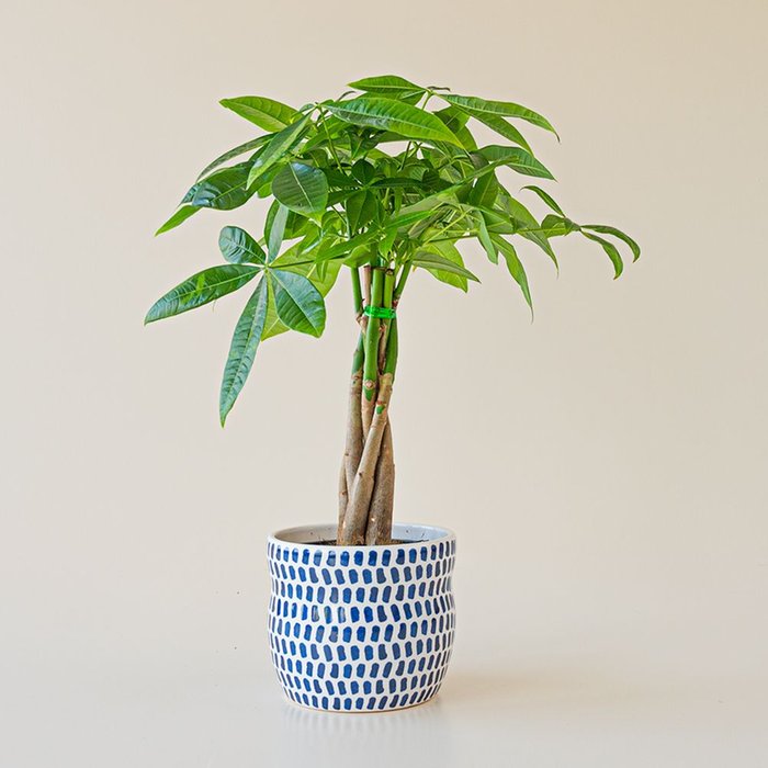 Pachira plant | Incl pot