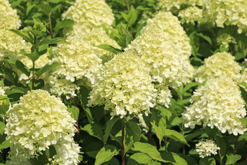Rispenhortensie 'Limelight' - Hydrangea paniculata 'Limelight'