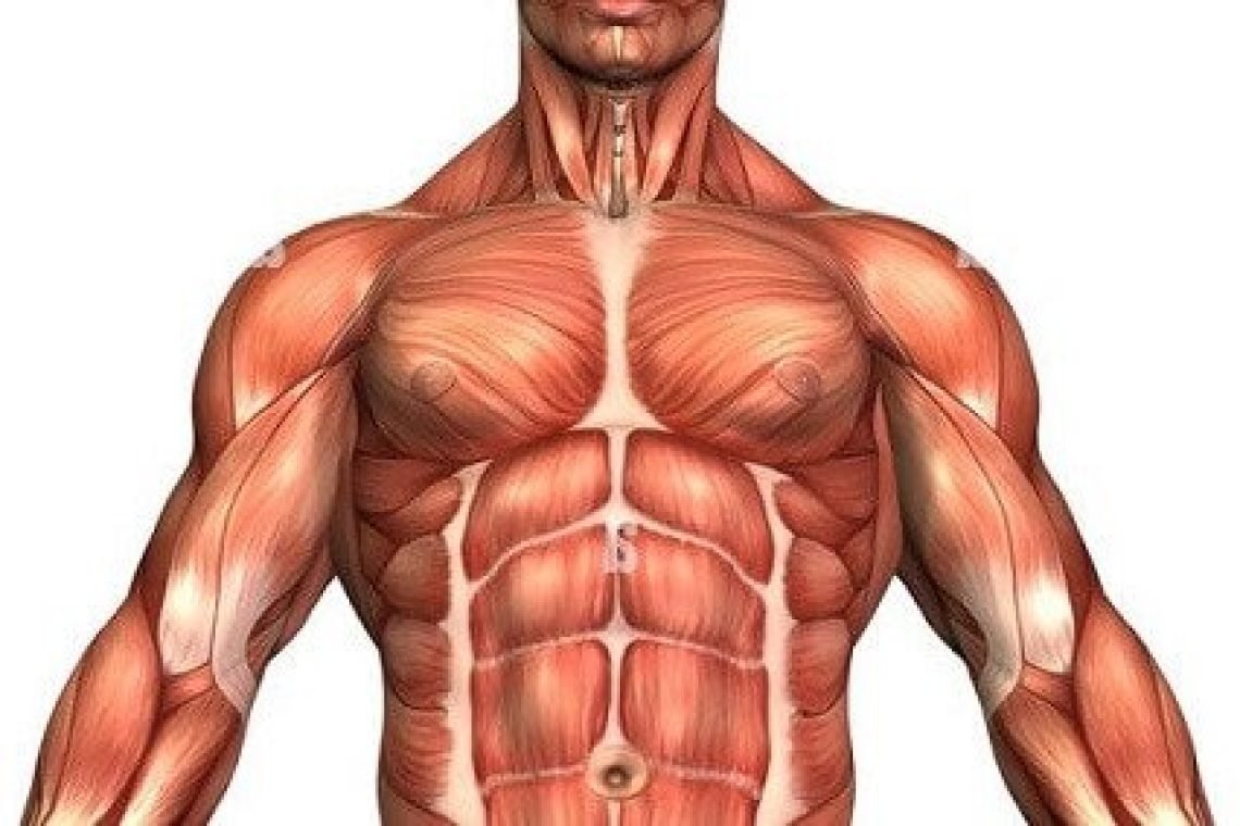 How to grow muscle - Orla Walsh Nutrition