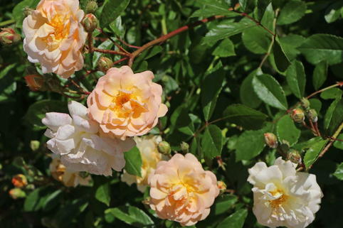 Strauchrose 'Ghislaine de Feligonde' - Rosa 'Ghislaine de Feligonde'