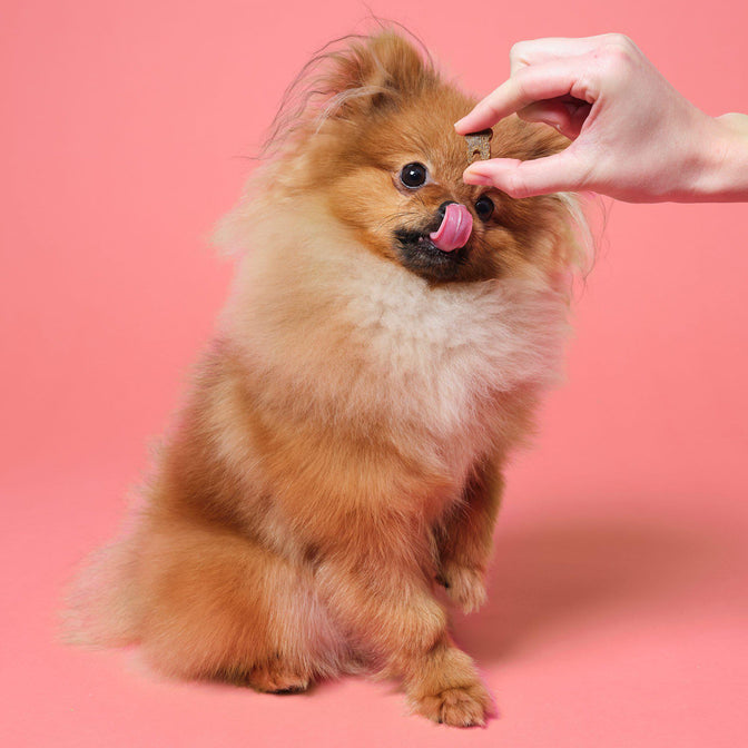 FREE GIFT Dental Probiotic Meaty Treats