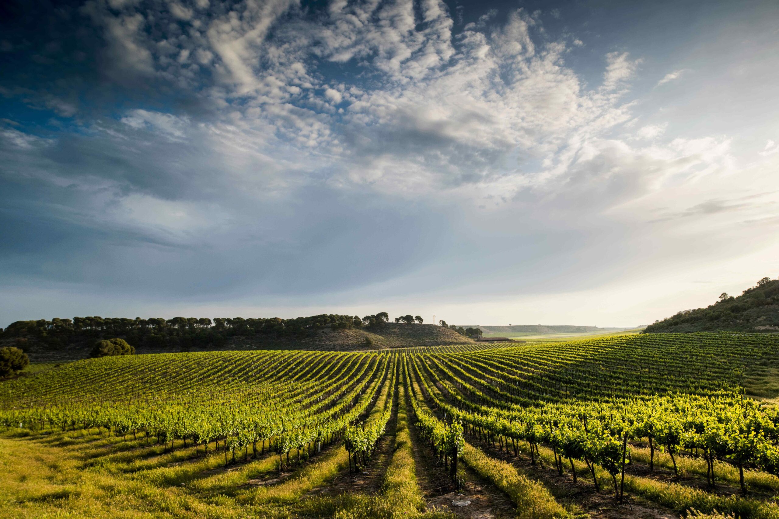 Somos 15 Bodegas │15 Bodegas