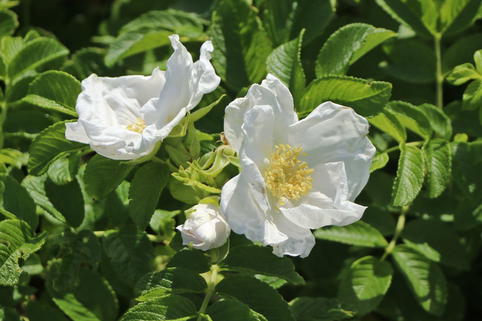 Weiße Apfelrose 'Alba' /- Kartoffelrose /- Hagebutte - Rosa rugosa 'Alba'