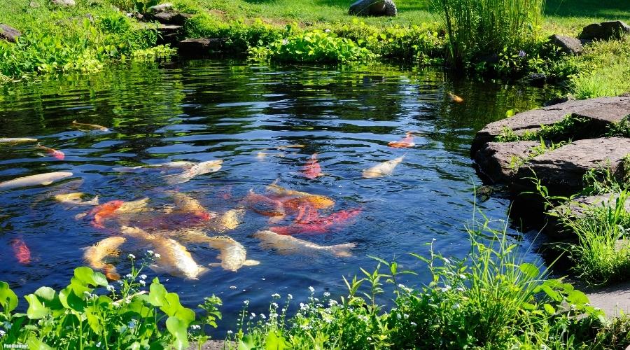 Pondkeeper pond equipment and garden pond