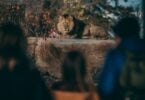 Family looking at lions at Chester Zoo