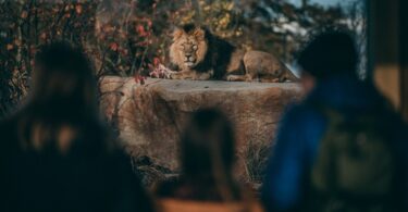 Family looking at lions at Chester Zoo