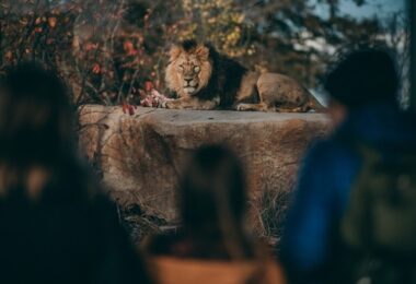 Family looking at lions at Chester Zoo