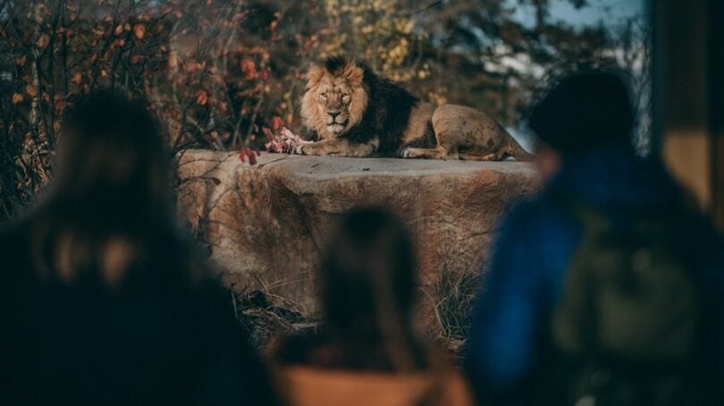 Family looking at lions at Chester Zoo