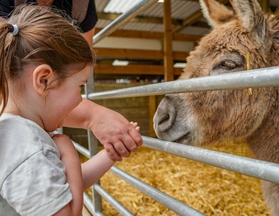 Girl meeting a donkey at Noah's Ark Zoo Farm