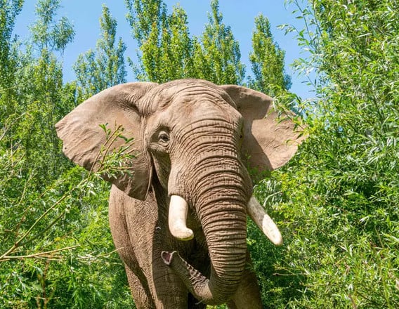 Elephant at Noah's Ark Zoo Farm