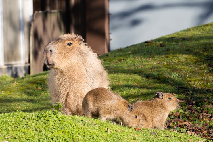 Capybaras at Shepreth Wildlife Park