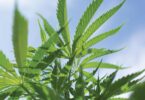 Close-up of a hemp plant associated with Binoid CBD products