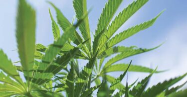 Close-up of a hemp plant associated with Binoid CBD products