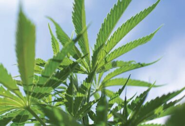 Close-up of a hemp plant associated with Binoid CBD products