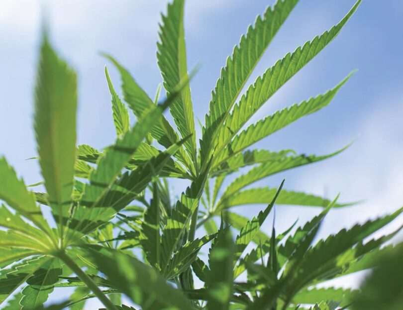 Close-up of a hemp plant associated with Binoid CBD products