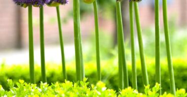Purple Allium Gladiator flower heads on tall stems