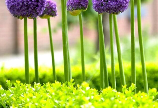Purple Allium Gladiator flower heads on tall stems