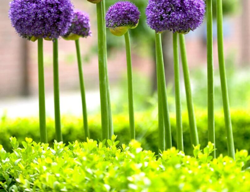 Purple Allium Gladiator flower heads on tall stems