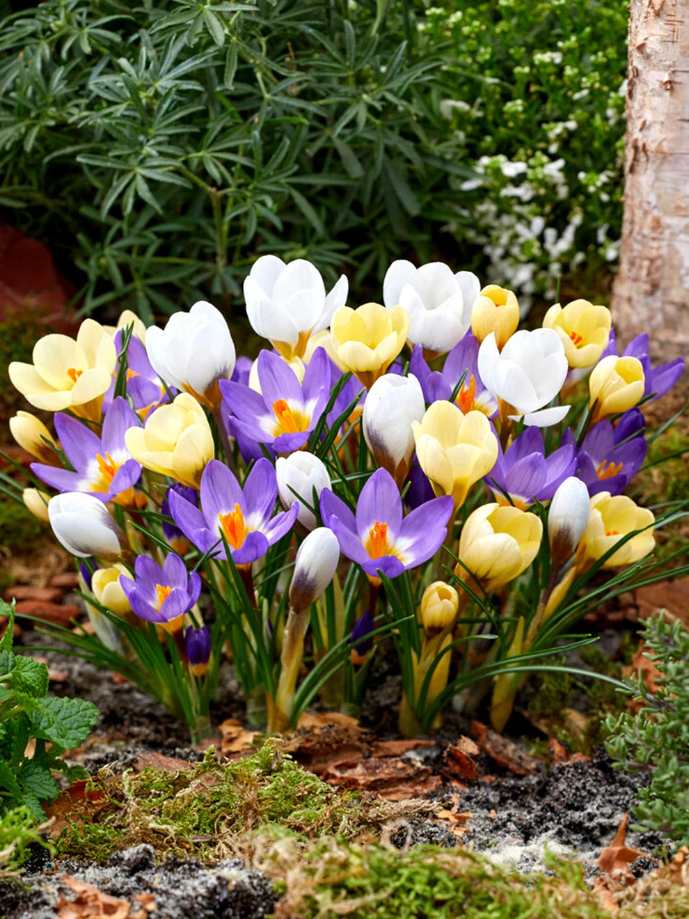 Purple, yellow and white flowers in the Crocus Botanical Mixed collection