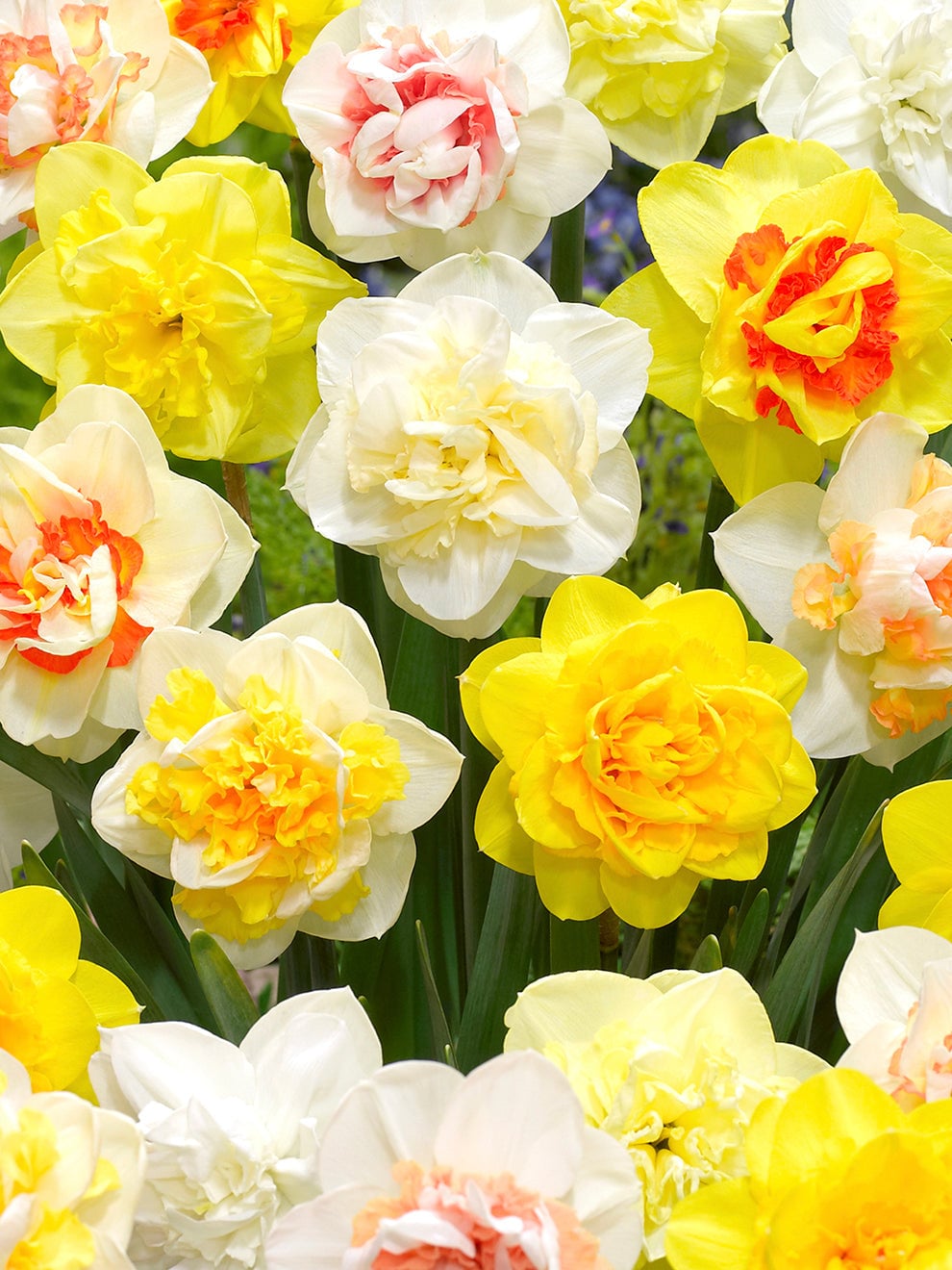 Double daffodils in a mix of colours
