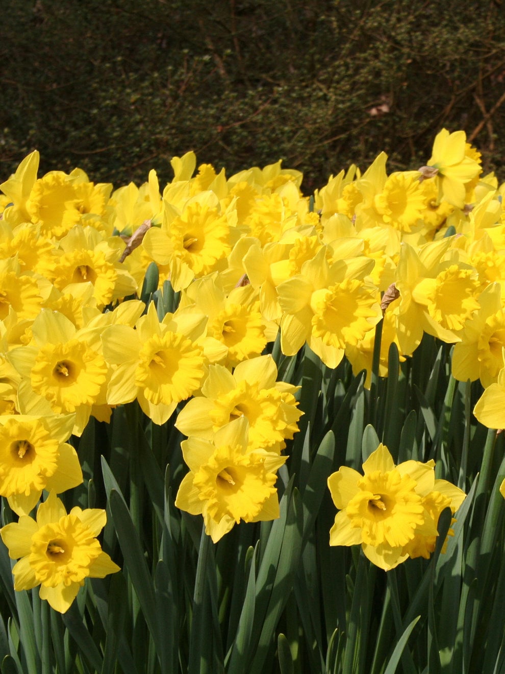 Yellow daffodils flowering together in the Eight Weeks of Daffodils collection