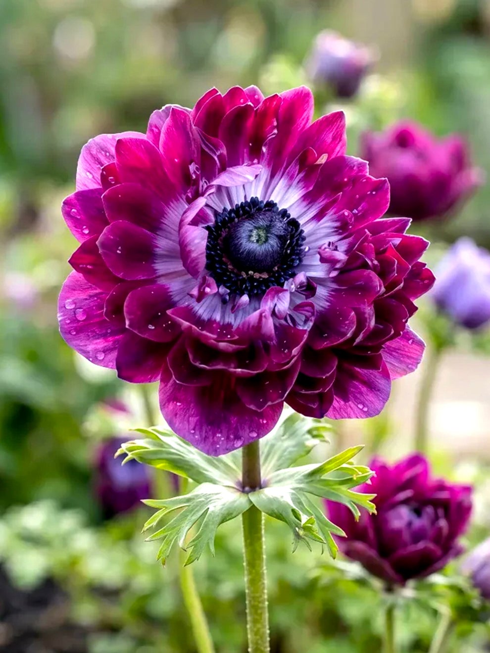 Deep burgundy double flowers of Anemone Fullstar Bordeaux