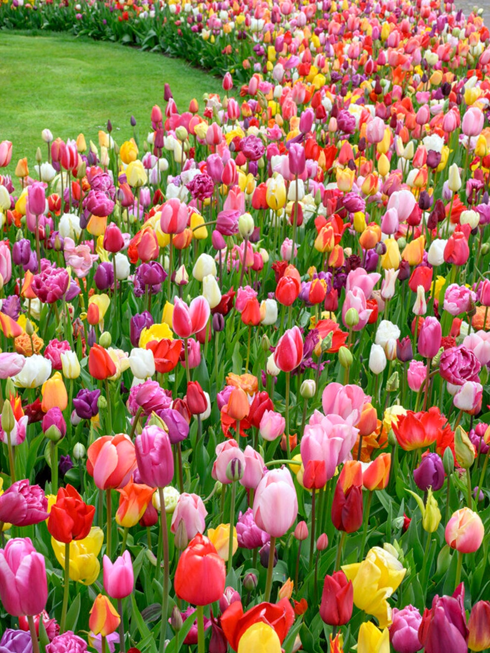 Colourful tulips from the Houston Triumph Mix
