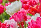 A broad garden display of pink, white and red tulips