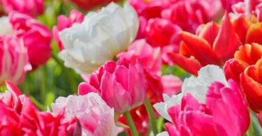 A broad garden display of pink, white and red tulips
