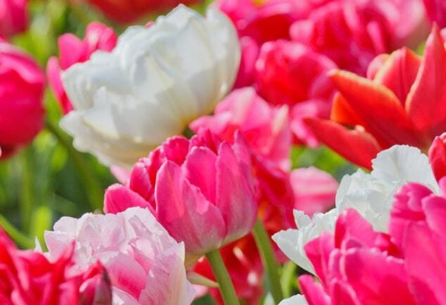 A broad garden display of pink, white and red tulips