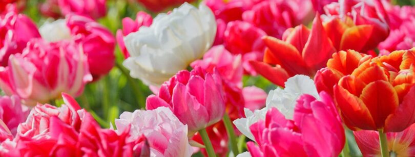A broad garden display of pink, white and red tulips