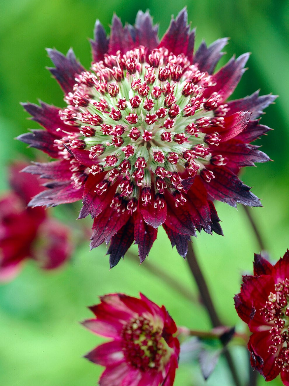 Crimson Astrantia Moulin Rouge flowers above green foliage