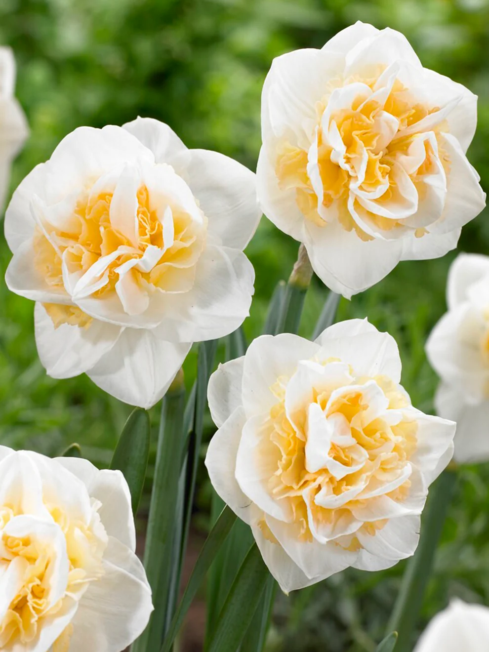 Cream double daffodil with peach pink centre