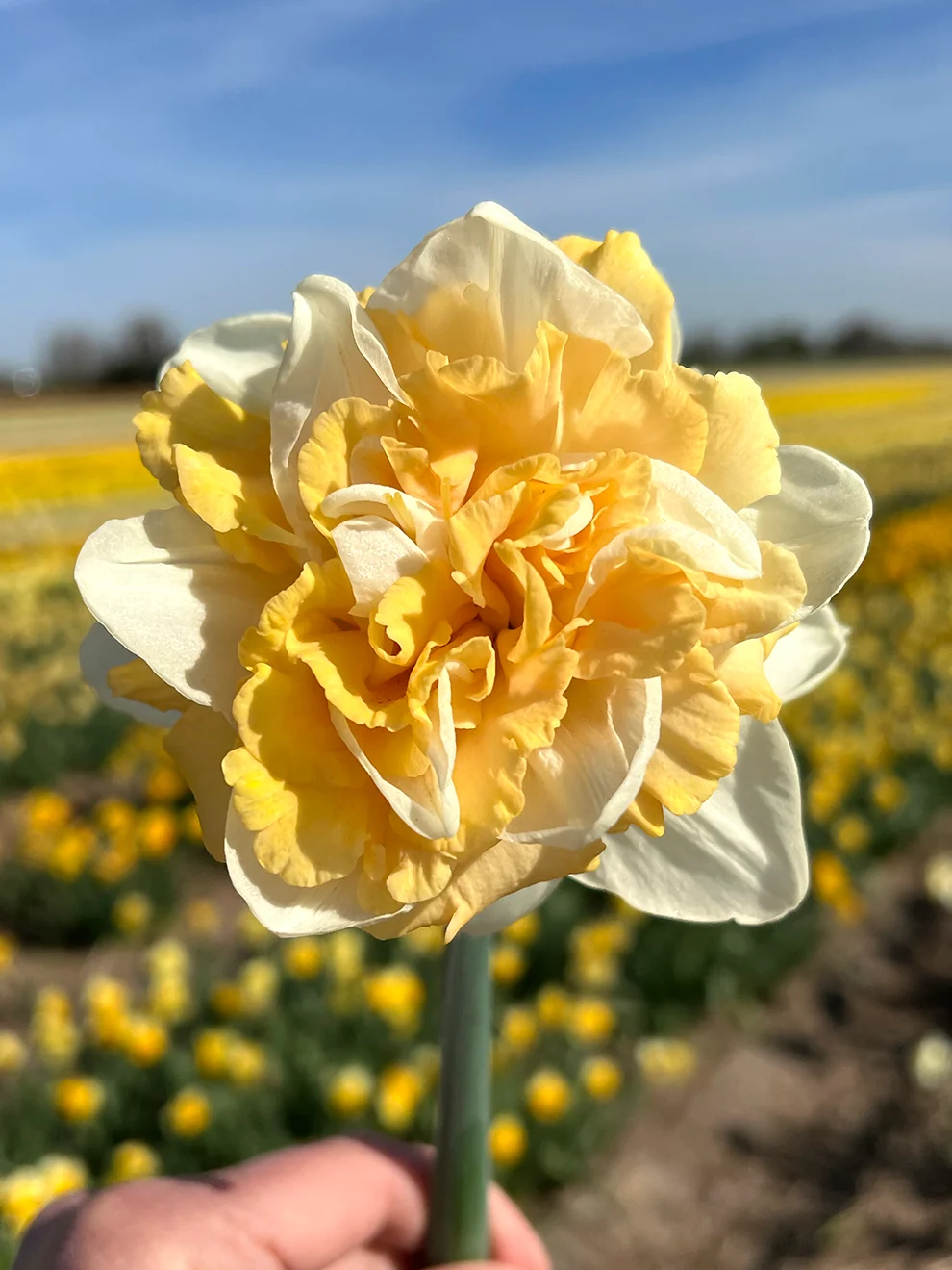 Double Daffodil Peach Prince bloom with pale peach petals