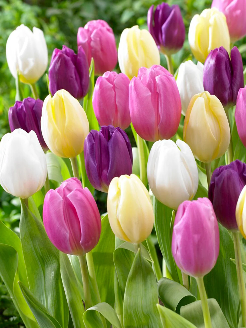 Pastel pink and cream Triumph tulips in a spring mix