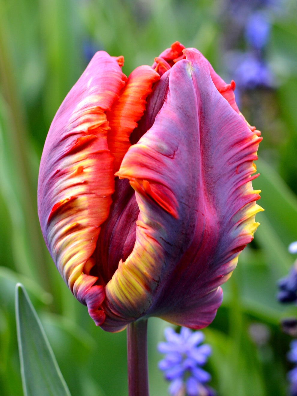 Ruffled Rainbow Parrot tulip with multicoloured petals