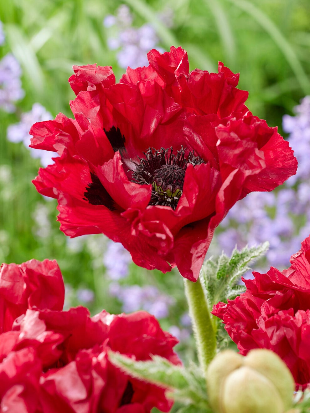 Velvety crimson blooms of Papaver Red Rumble